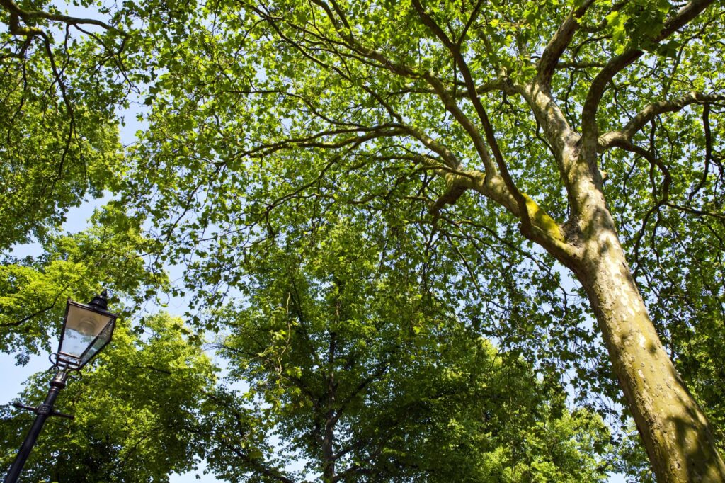 A view by looking up to the trees in a park in Walthamstow.