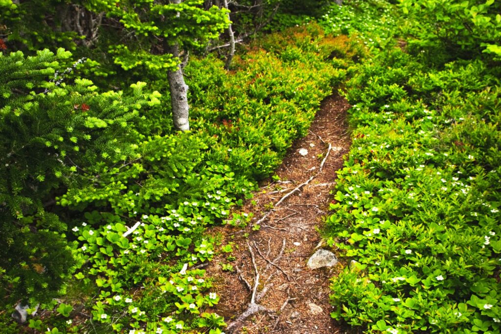 A hiking trail